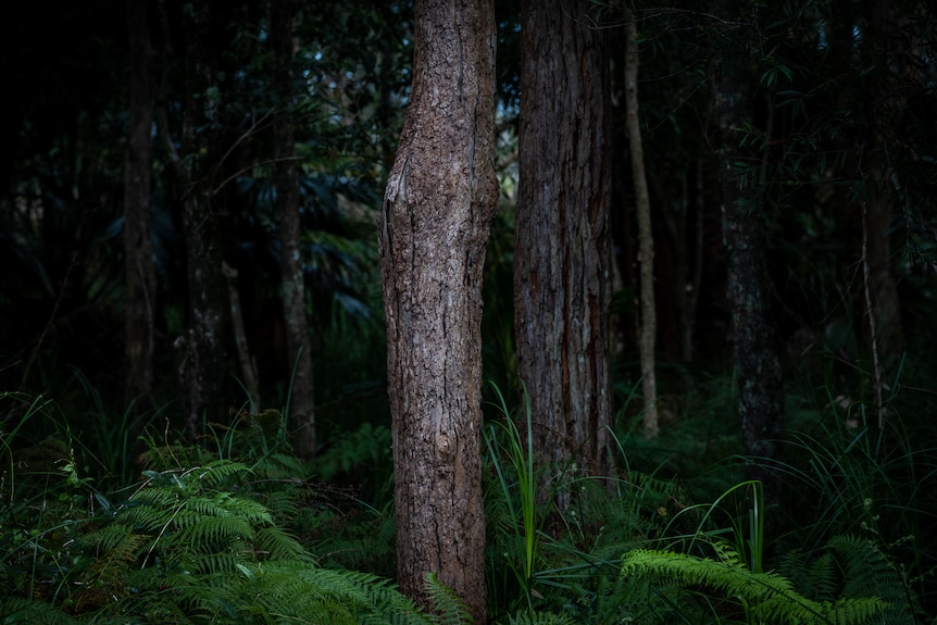 Tree in bushland at Hawks Nest