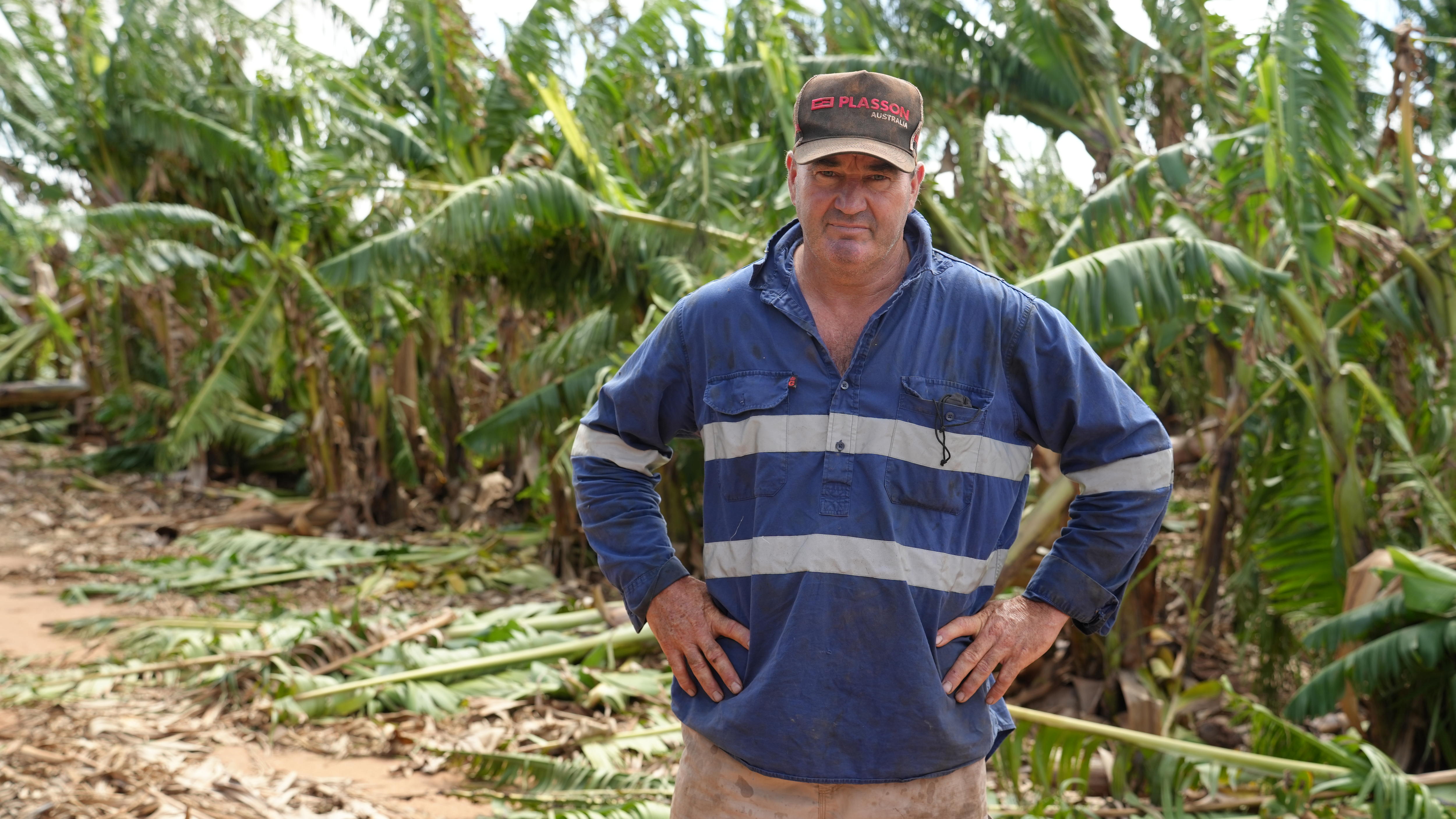 A man wears blue work uniform and a cap stands in a banana farm. 