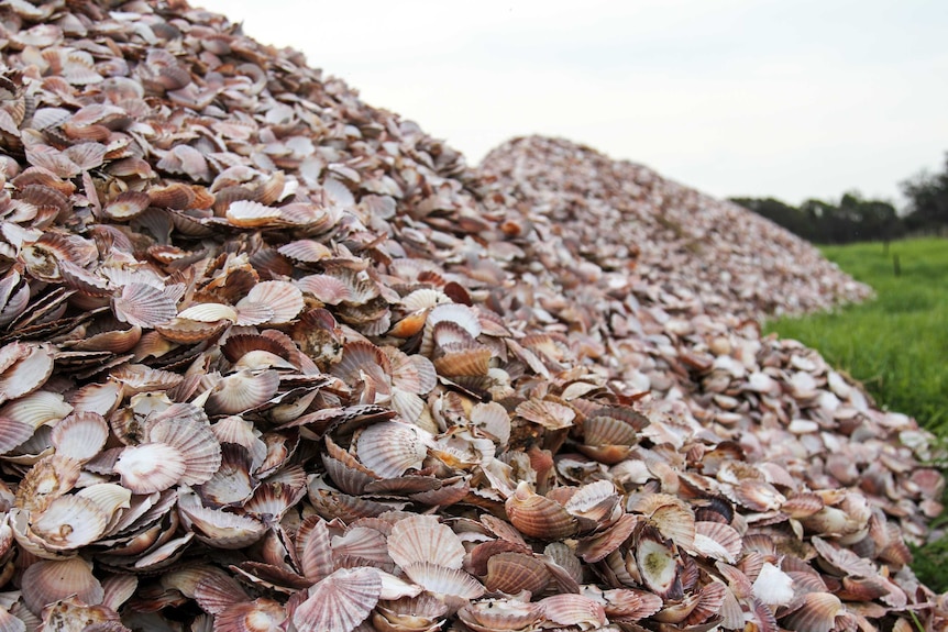 Piles of shells