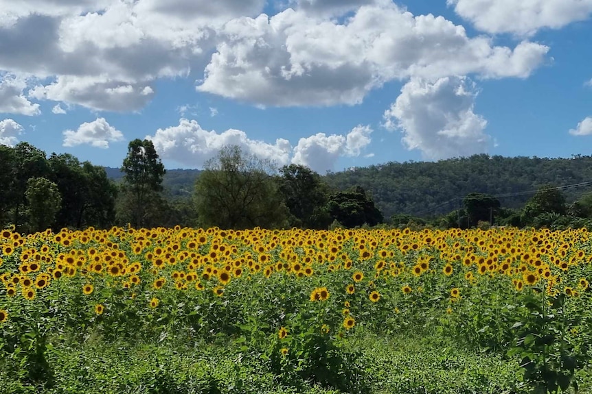 A field of sunflowers in bloom