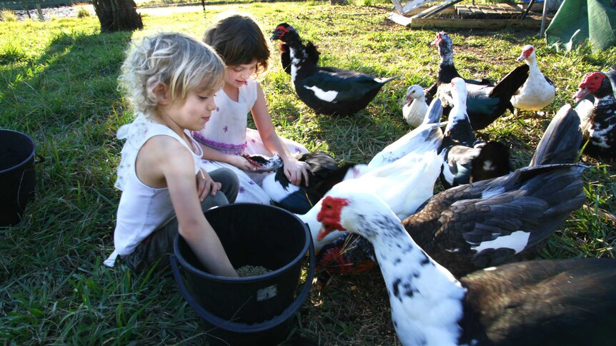 Young girls in pretty dresses sitting, hand feeding muscovy ducks on grass by a dam