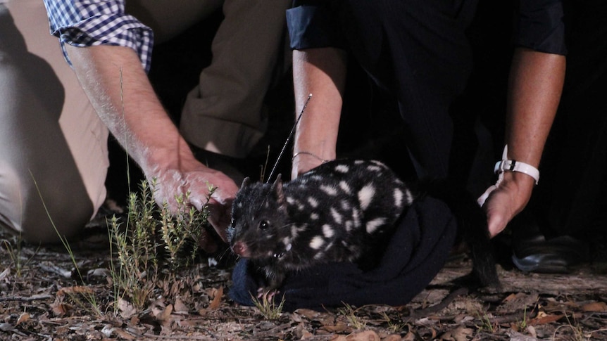 An eastern quoll is released at Mulligans Flat in the ACT.