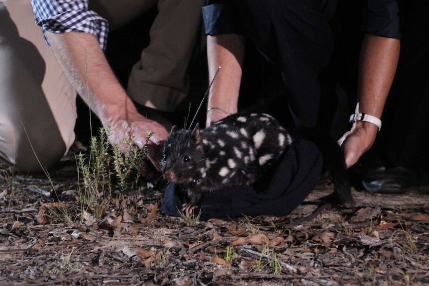An eastern quoll is released at Mulligans Flat in the ACT.