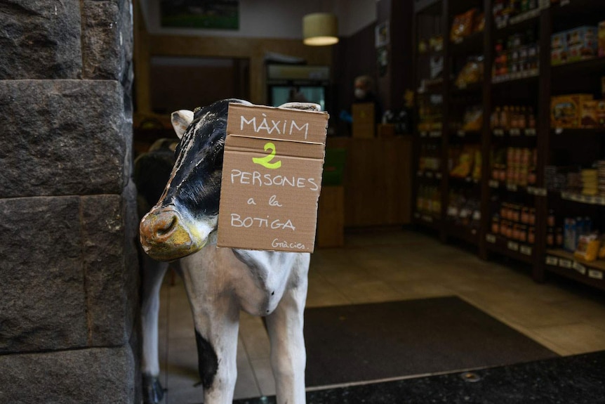 A sign hanging on a carved cow sculpture in Catalan requesting 'maximum 2 people in store' in Spain.