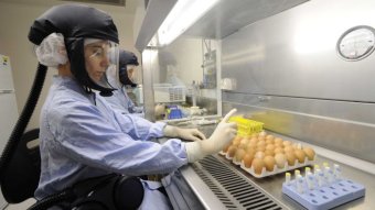 Two scientists sitting in a laboratory, wearing blue gown, gloves and respiratory mask, with a tray of eggs on the lab bench