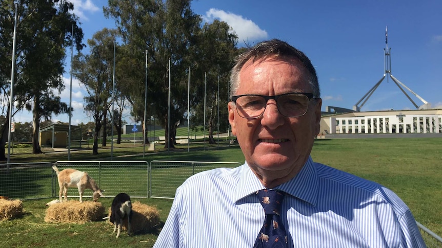 A man standing in front of Parliament House, Canberra, with goats.
