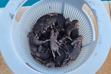 Dead mice in pool filter basket. 