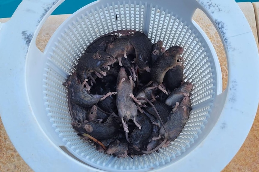 Dead mice in pool filter basket. 
