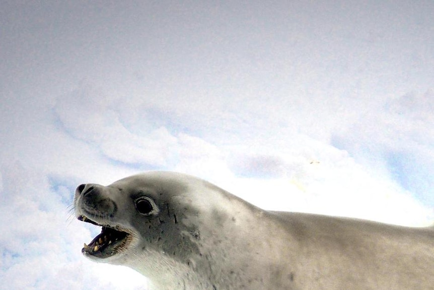 A crabeater seal rests on the ice in Antarctica