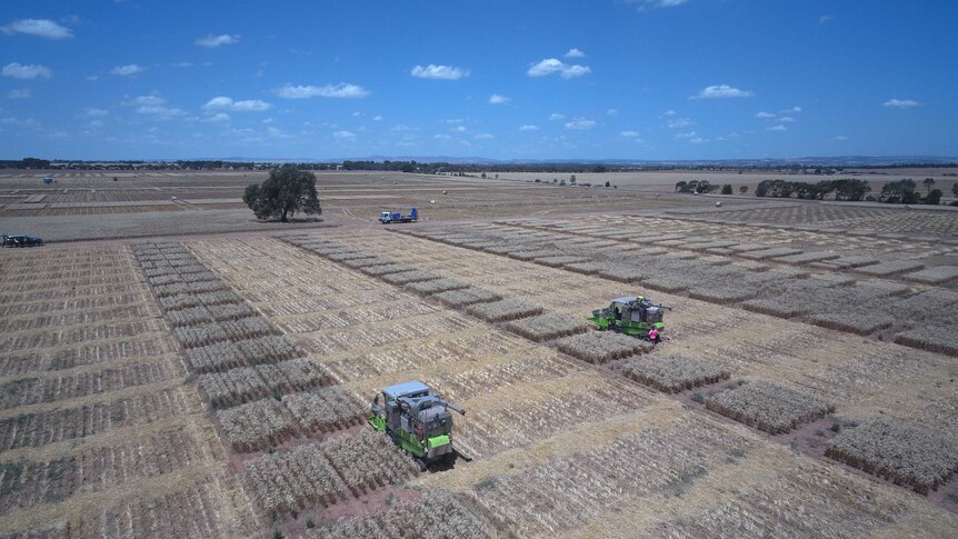 Australian Grain Technologies harvesting trial plots.