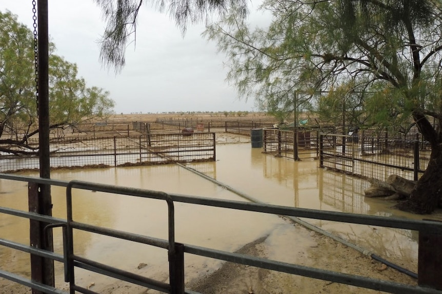 Sheep yards at Dunblane station after rain