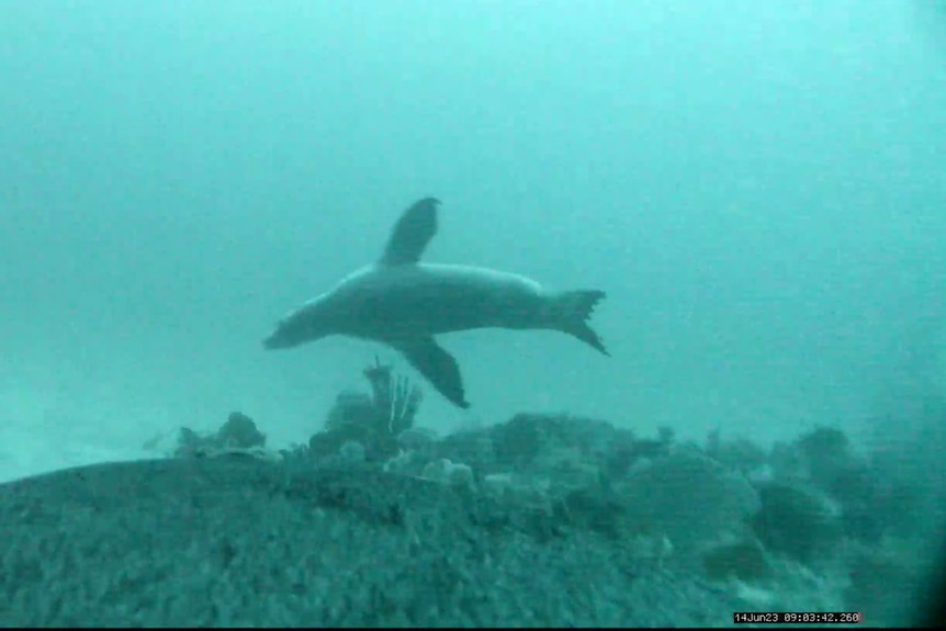 Underwater image of sea lion swimming