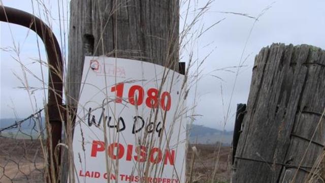 A sign on a fence post warning of 1080 baits in use in the area.