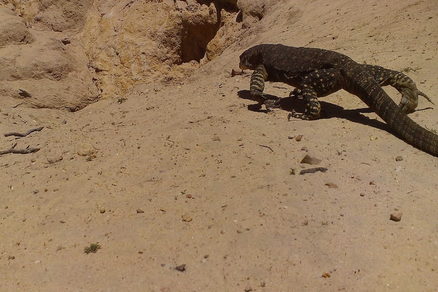 A goanna walking towards a large hole in dry sandy ground.