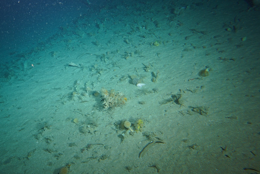 A small, white handfish walking on the seafloor.