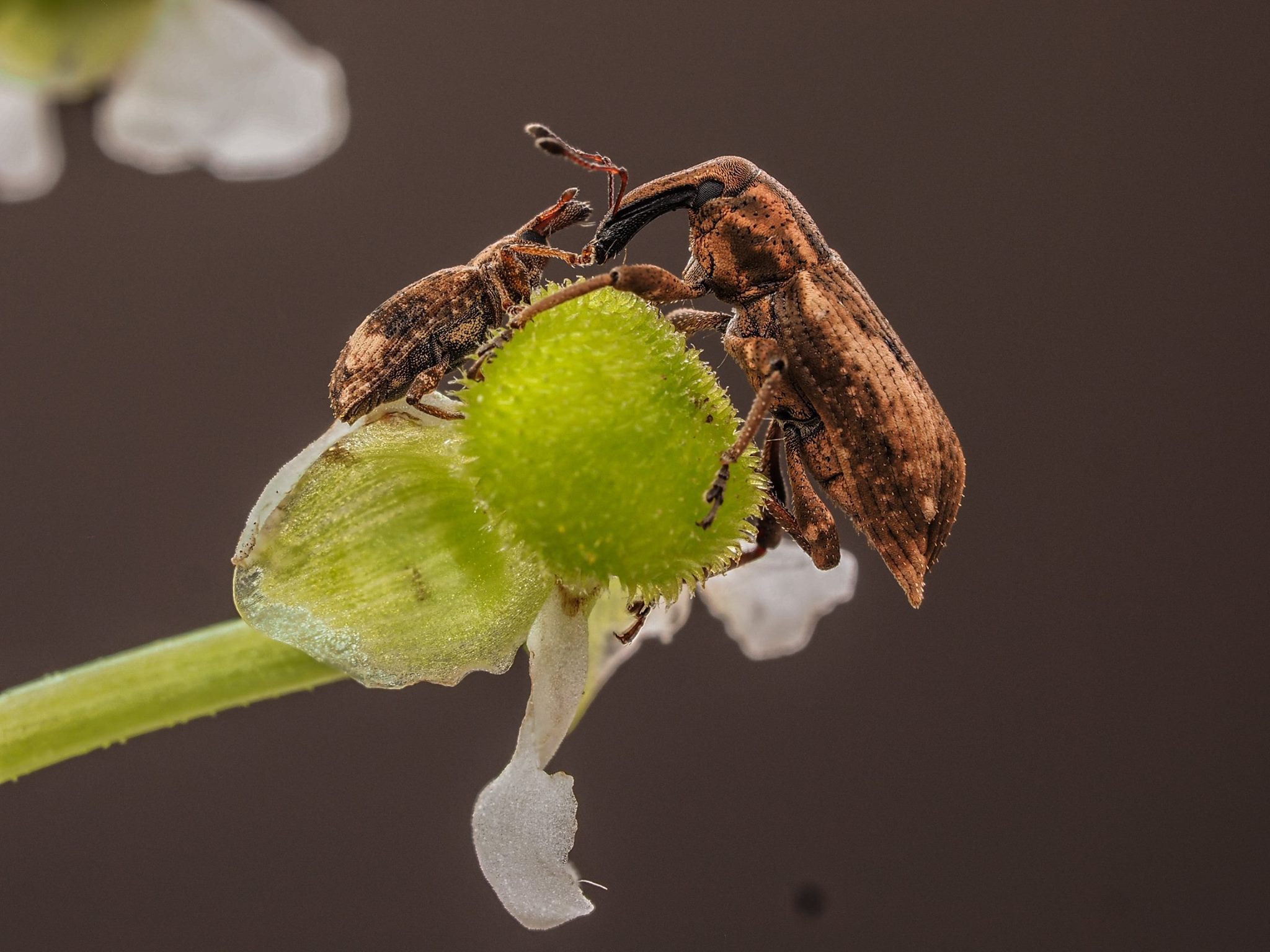 A beetle on the stem of a flower