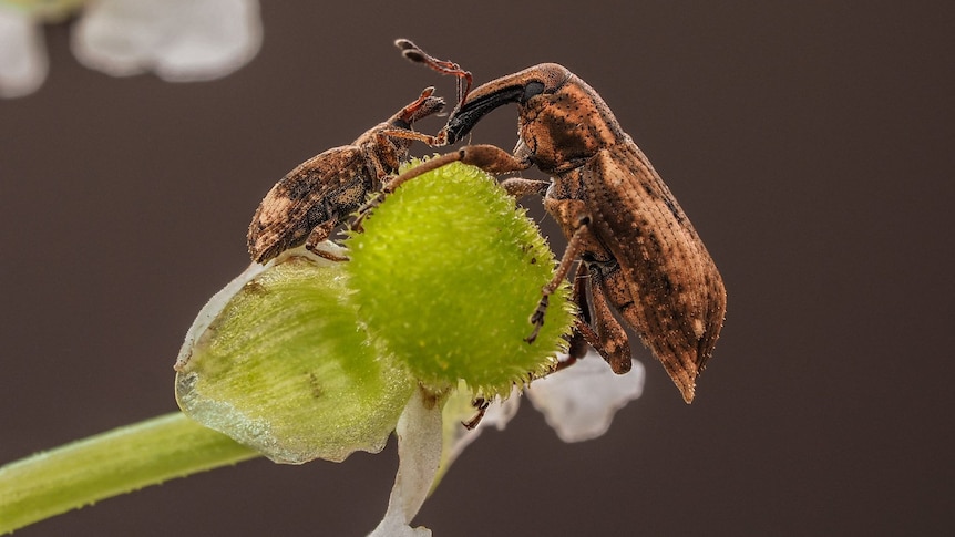 A beetle on the stem of a flower