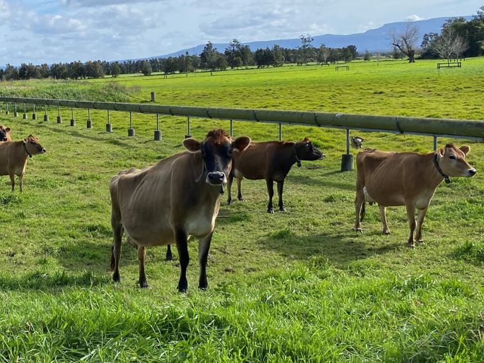 Jersey cows in a paddock.