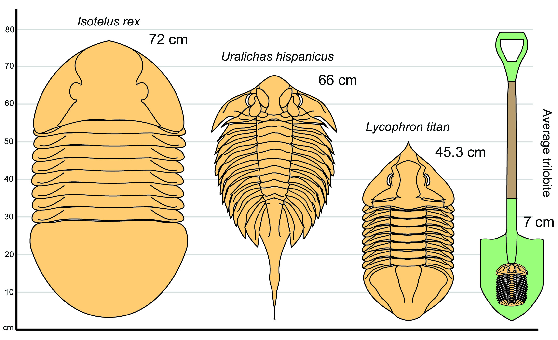 A drawing of three trilobites of varying sizes, compared with a garden shovel