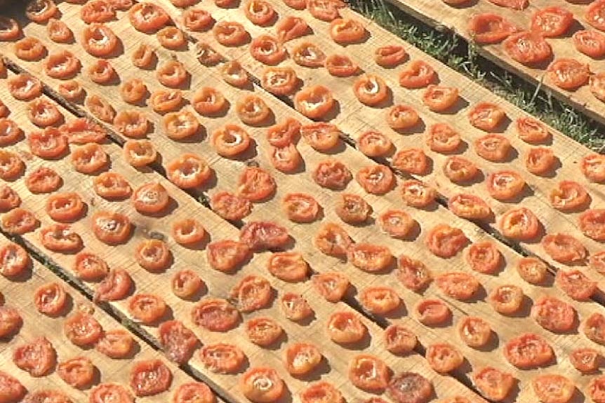 Drying apricots