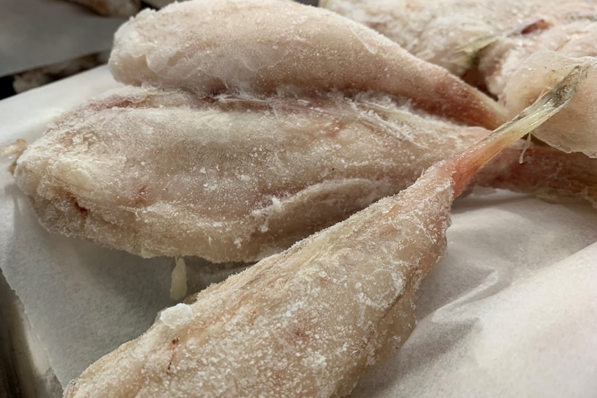 Four frozen monkfish are spread out on baking paper as they thaw. They are a pale beige colour with ice crystals evident.