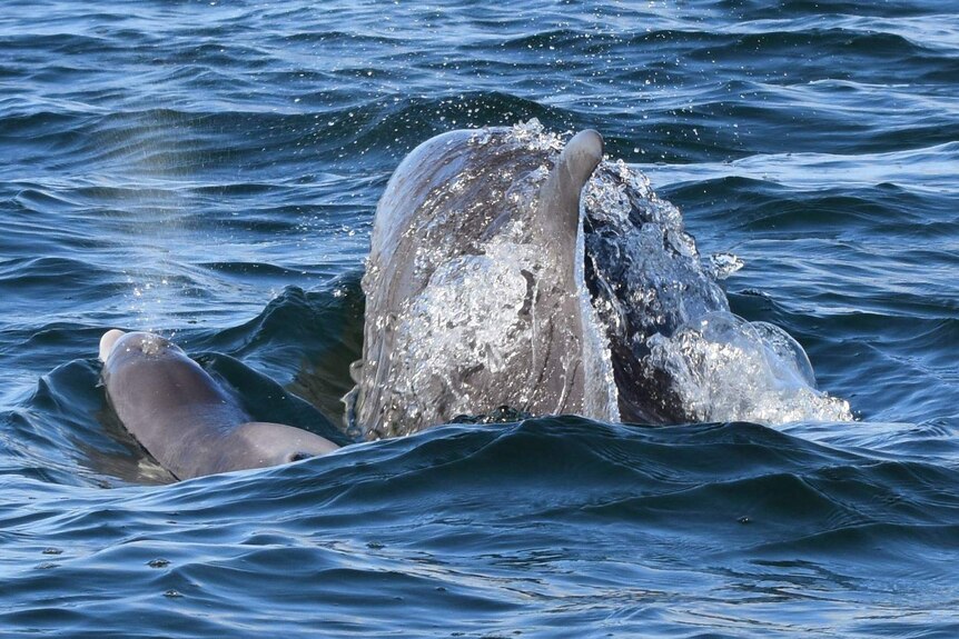 A mother dolphin and her calf half-visible in the water.
