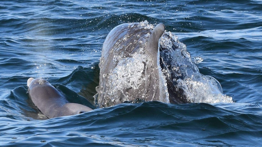 A mother dolphin and her calf half-visible in the water.