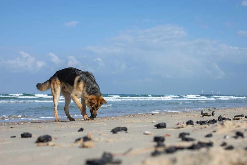 A German Shepherd on a beach looking at big black balls of tar along the shoreline