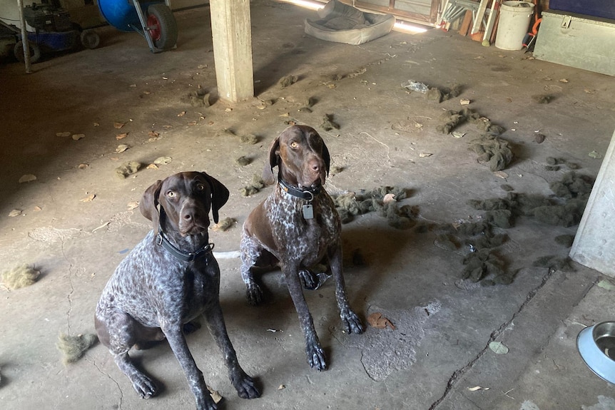 two dogs look at the camera with seemingly guilty expressions. they're surrounded by the stuffing from their bed