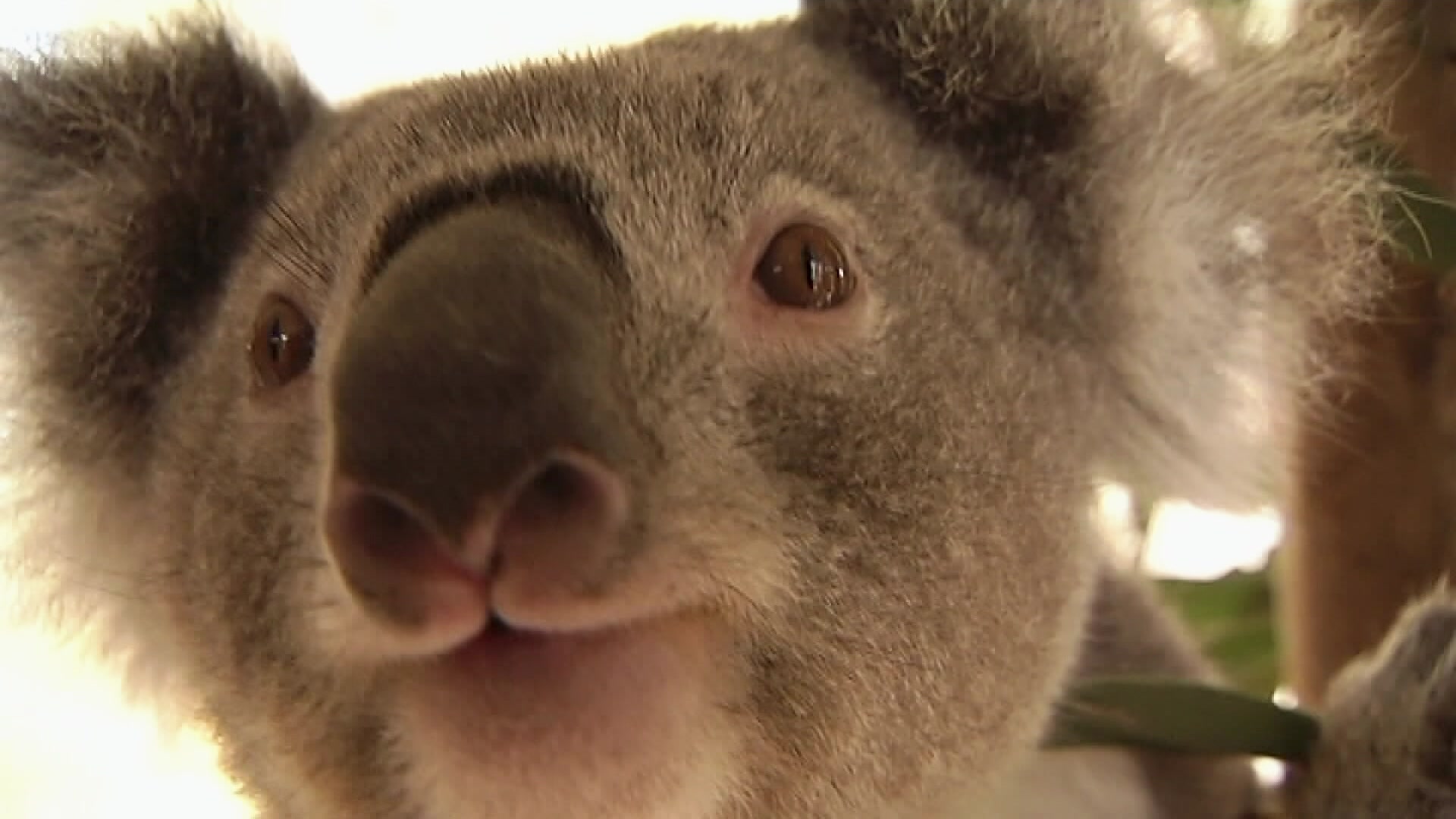 Need for Trees: Charity plants half-a-million trees to help save koalas ...