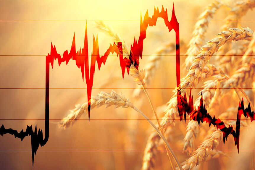 Wild Week for Wheat graphic