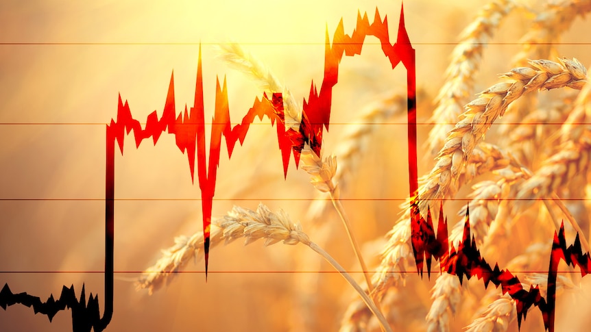 Wild Week for Wheat graphic