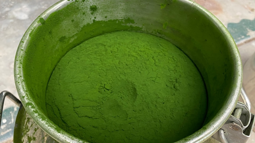 green powdered algae