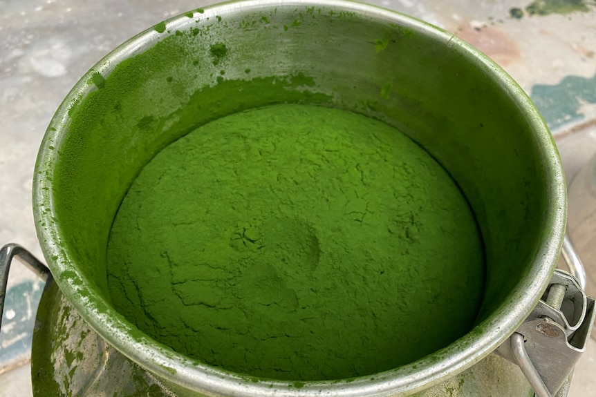 green powdered algae