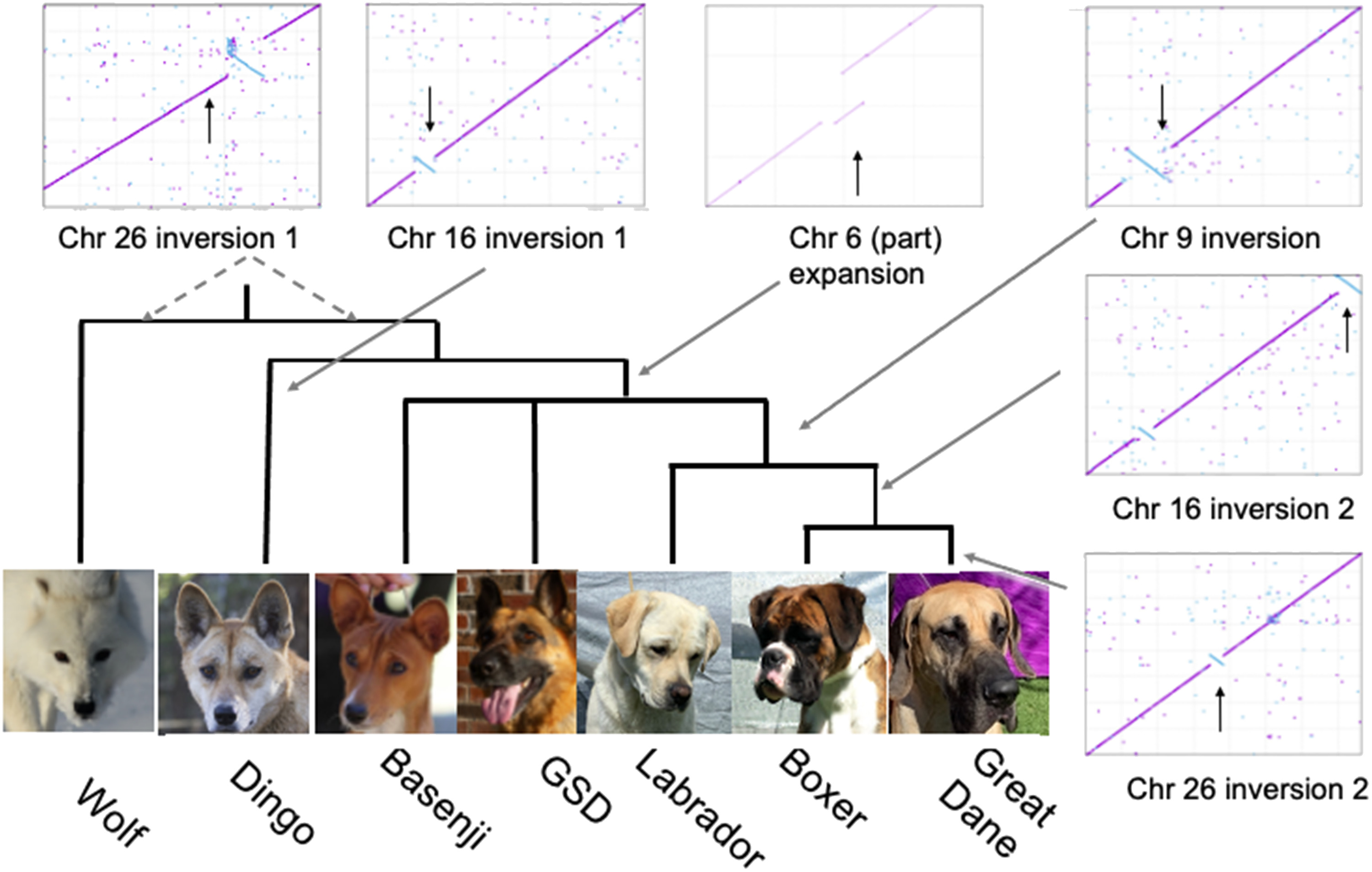 A graph showing the link between the Australian dingo, modern breed dogs and wolves.