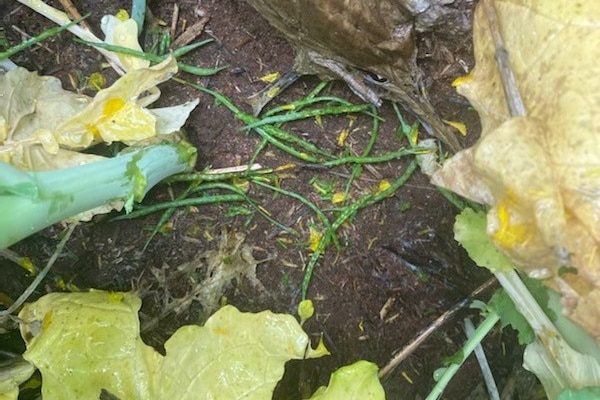 Canola seed pods eaten by pest mice