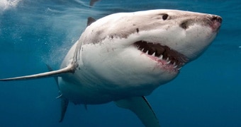 Great white shark.