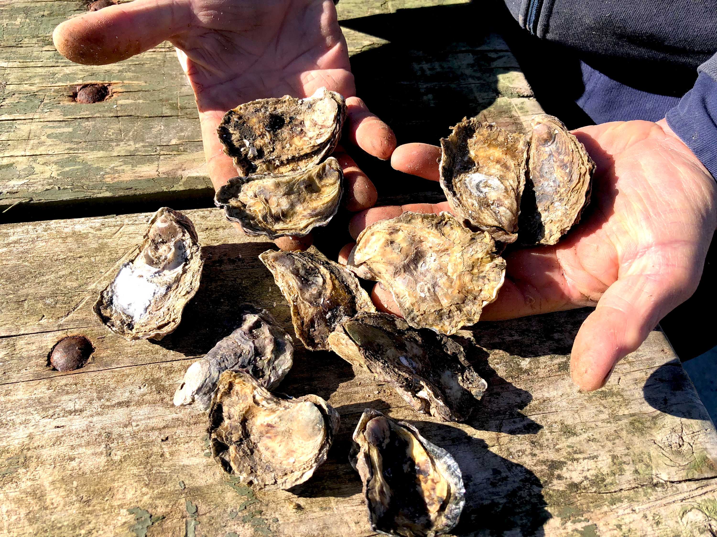 Sydney rock oysters from pristine Clyde River 'under threat' from