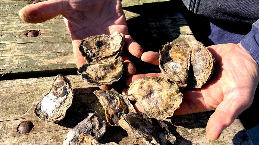 Oyster grower Kevin McAsh with some samples fresh from the Clyde River