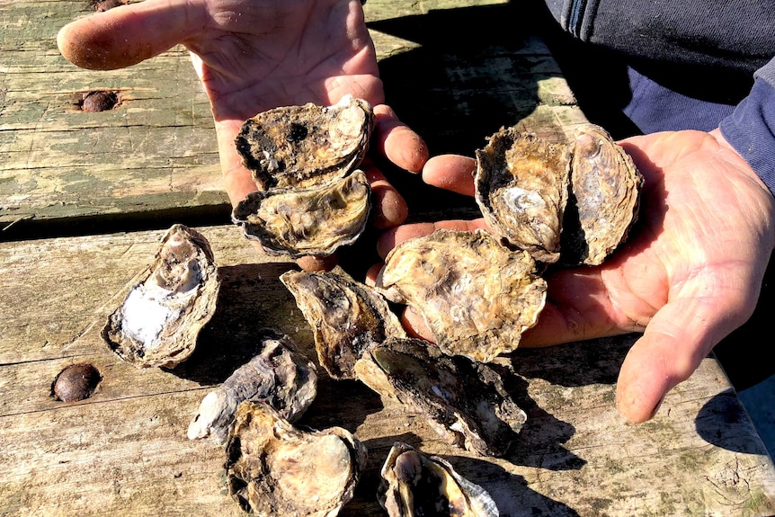 Oyster grower Kevin McAsh with some samples fresh from the Clyde River
