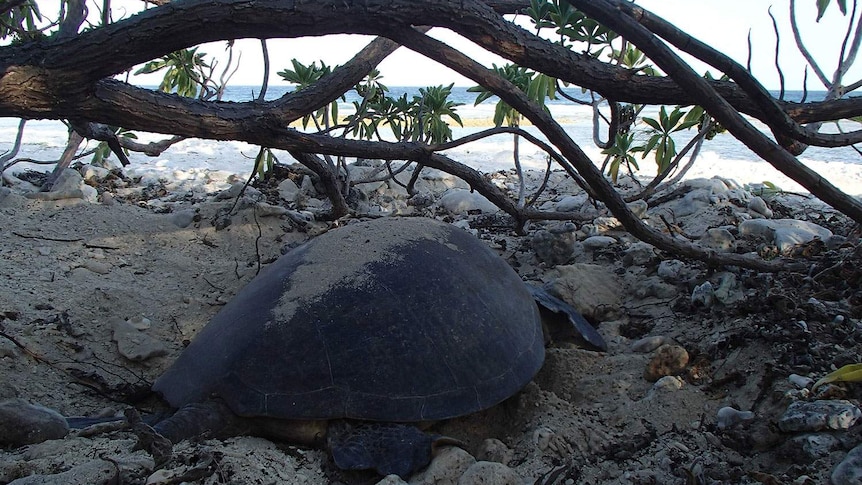 Turtle nesting on Lady Elliot Island usually occurs between November and March.