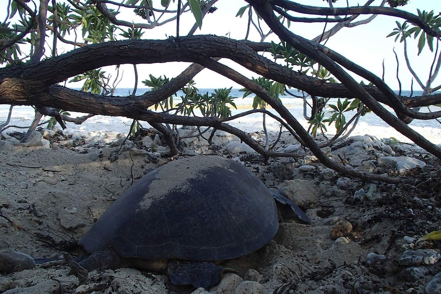 Turtle nesting on Lady Elliot Island usually occurs between November and March.
