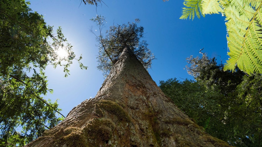 Tree in old growth forest in southern Tasmania