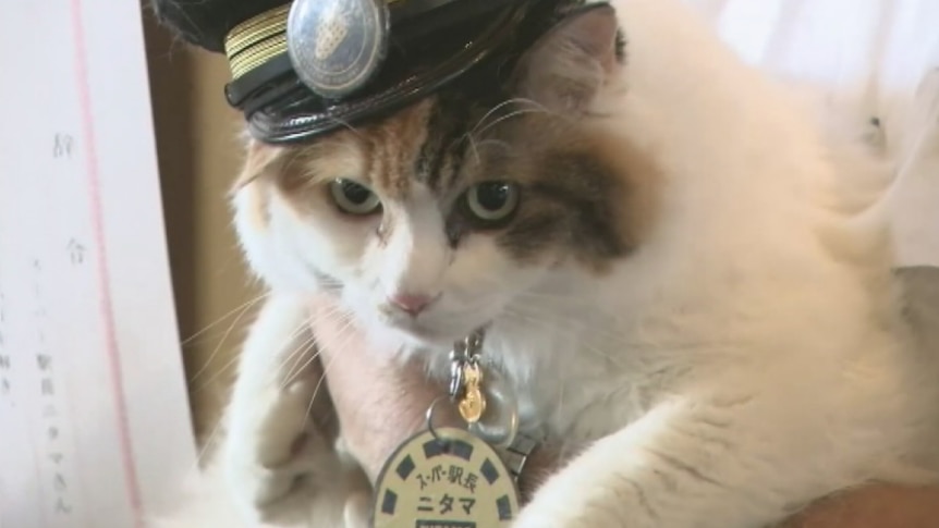 Newly appointed stationmaster cat Nitama