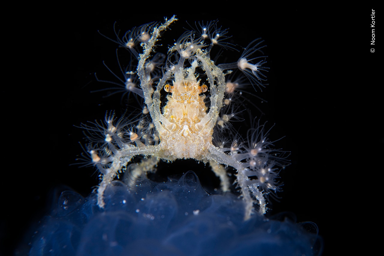 A decorator crab perches on top of a sea squirt to comb the water for drifting plankton.