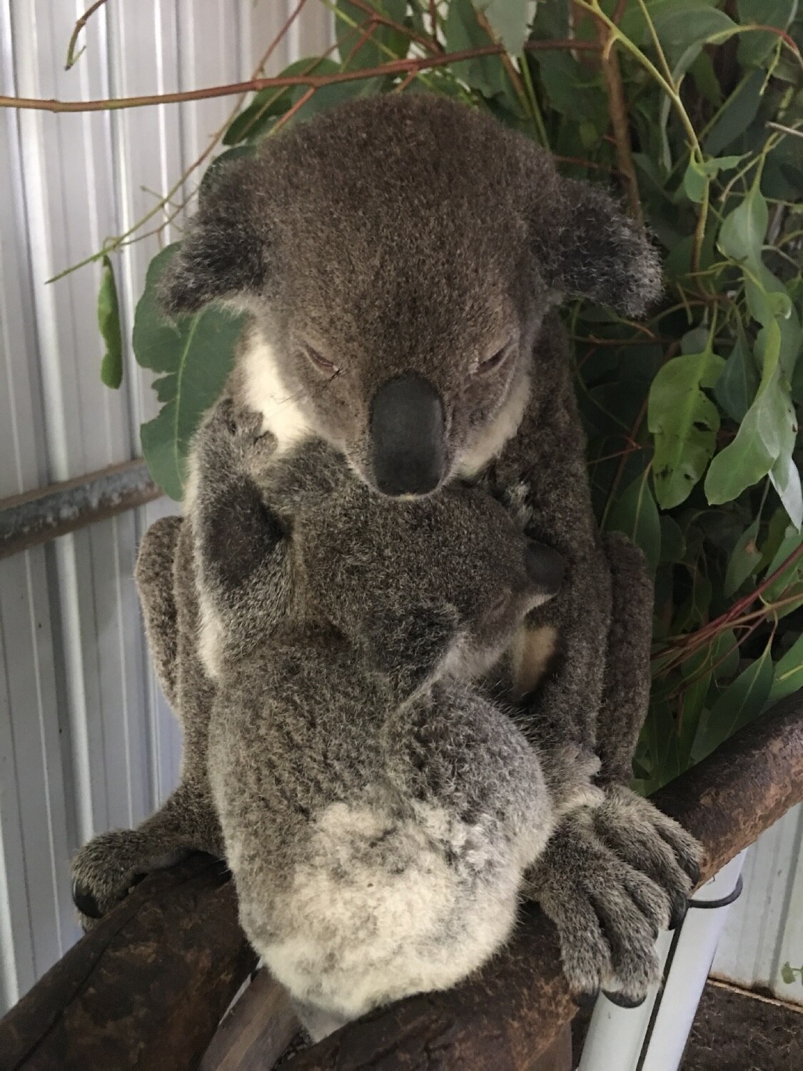 Koala and joey rescued from the Queensland bushfires to be released ...