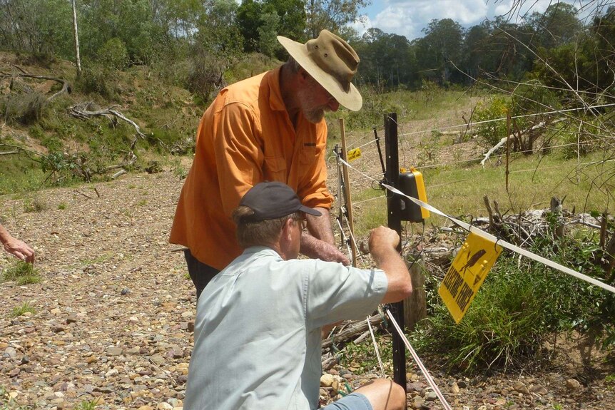 Two men putting up fences around Mary River turtle habitat near Tiaro to help protect the nests from predators.