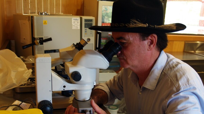 Stewart Murray looking through a microscope in his lab at Bromelton House near Beaudesert