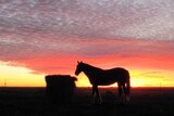 A horse feeds as the sun sets.