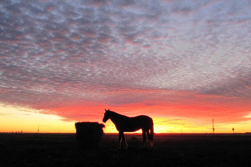 A horse feeds as the sun sets.